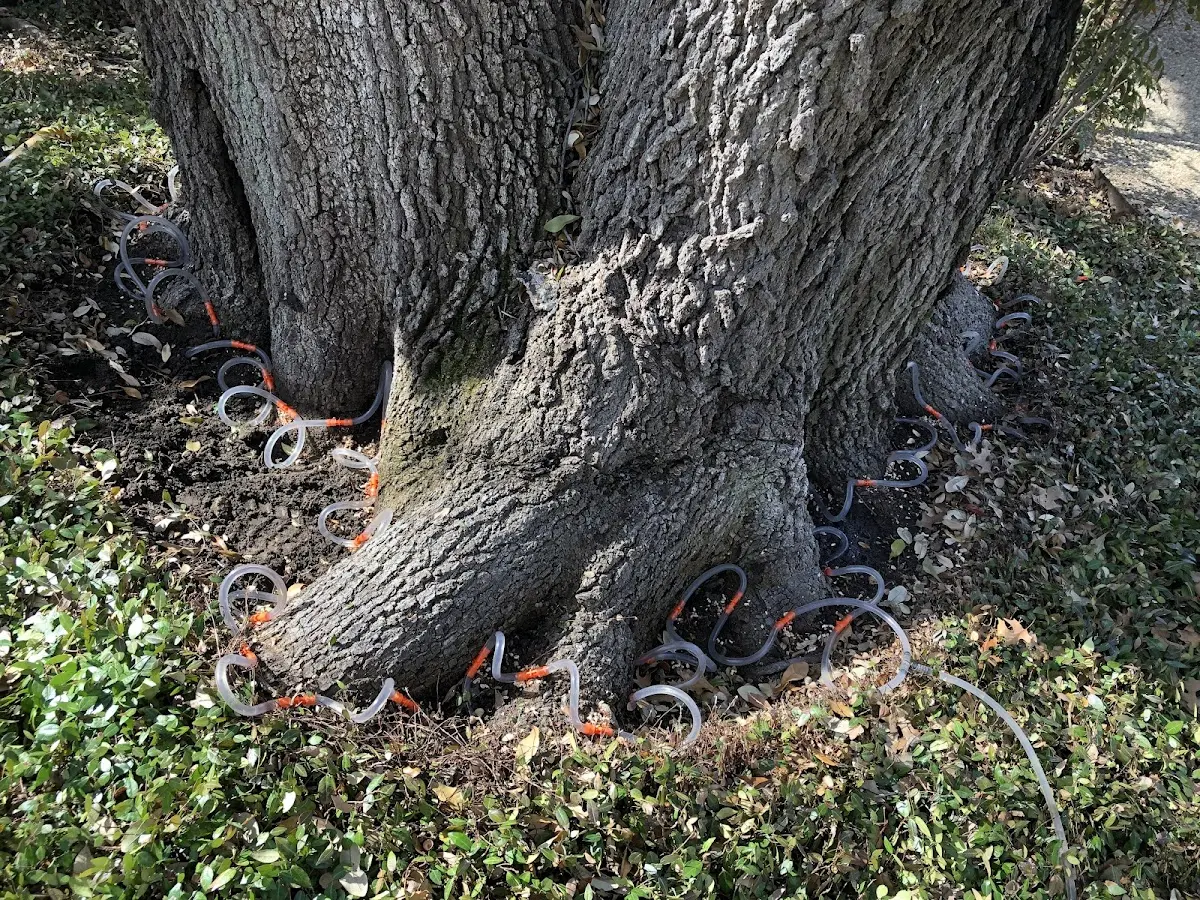 Detailed Tree Cabling and Bracing job site in Tafton
